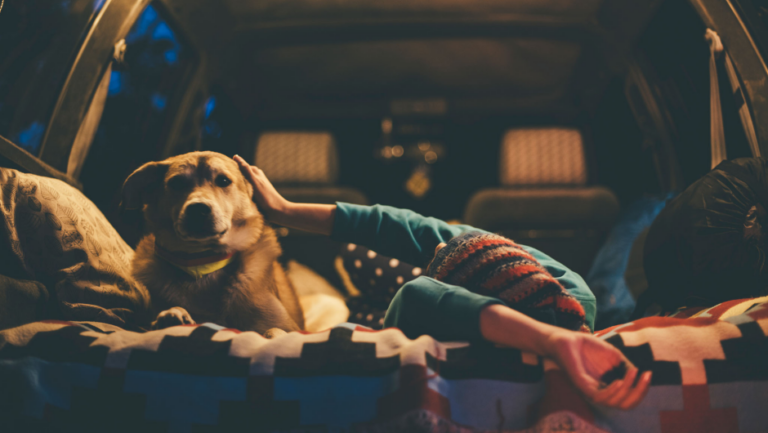 Tips for camping with your dog caravan campervan