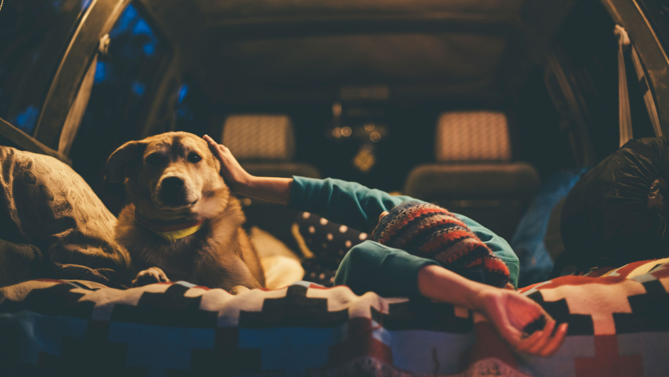 Tips for camping with your dog caravan campervan